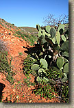 The Otay Mountain Loop