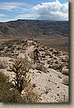 Palm Canyon