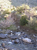 Palm Canyon Pinyon Flats Loop