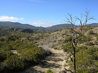 Palm Canyon Pinyon Flats Loop