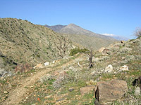 Palm Canyon Pinyon Flats Loop