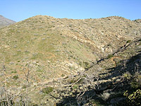 Palm Canyon Pinyon Flats Loop