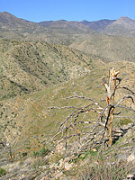 Palm Canyon Pinyon Flats Loop