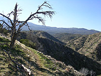 Palm Canyon Pinyon Flats Loop