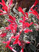 Palm Canyon Pinyon Flats Loop