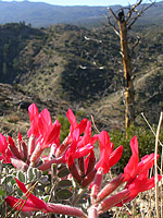 Palm Canyon Pinyon Flats Loop