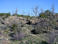 Palm Canyon Pinyon Flats Loop