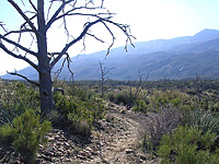 Palm Canyon Pinyon Flats Loop