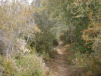 SanJuanTrail-30OCT01-10-SingleTrackTunnel.jpg (315898 bytes)