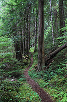 Lower Dungeness and Gold Creek Trails