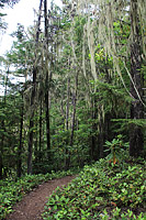 Lower Dungeness and Gold Creek Trails