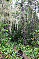 Lower Dungeness and Gold Creek Trails