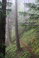 Lower Dungeness and Gold Creek Trails