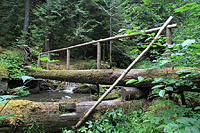 Lower Dungeness and Gold Creek Trails