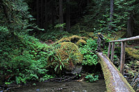 Lower Dungeness and Gold Creek Trails