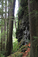 Lower Dungeness and Gold Creek Trails