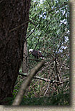 Whistle Lake Area of Anacortes