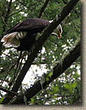 Whistle Lake Area of Anacortes