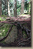 Whistle Lake Area of Anacortes