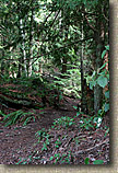 Whistle Lake Area of Anacortes